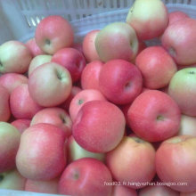 Fournisseur fiable de pomme de gala fraîche